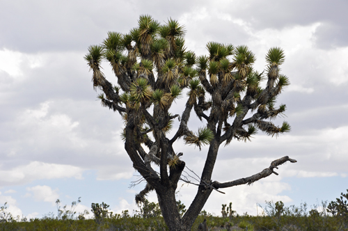 joshua tree